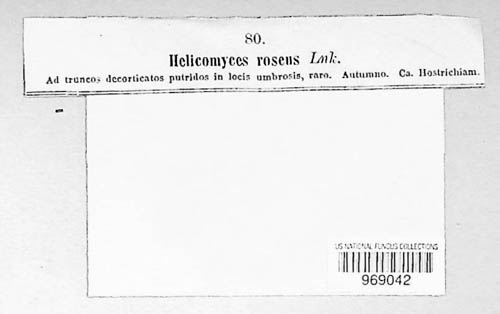 Helicomyces roseus image